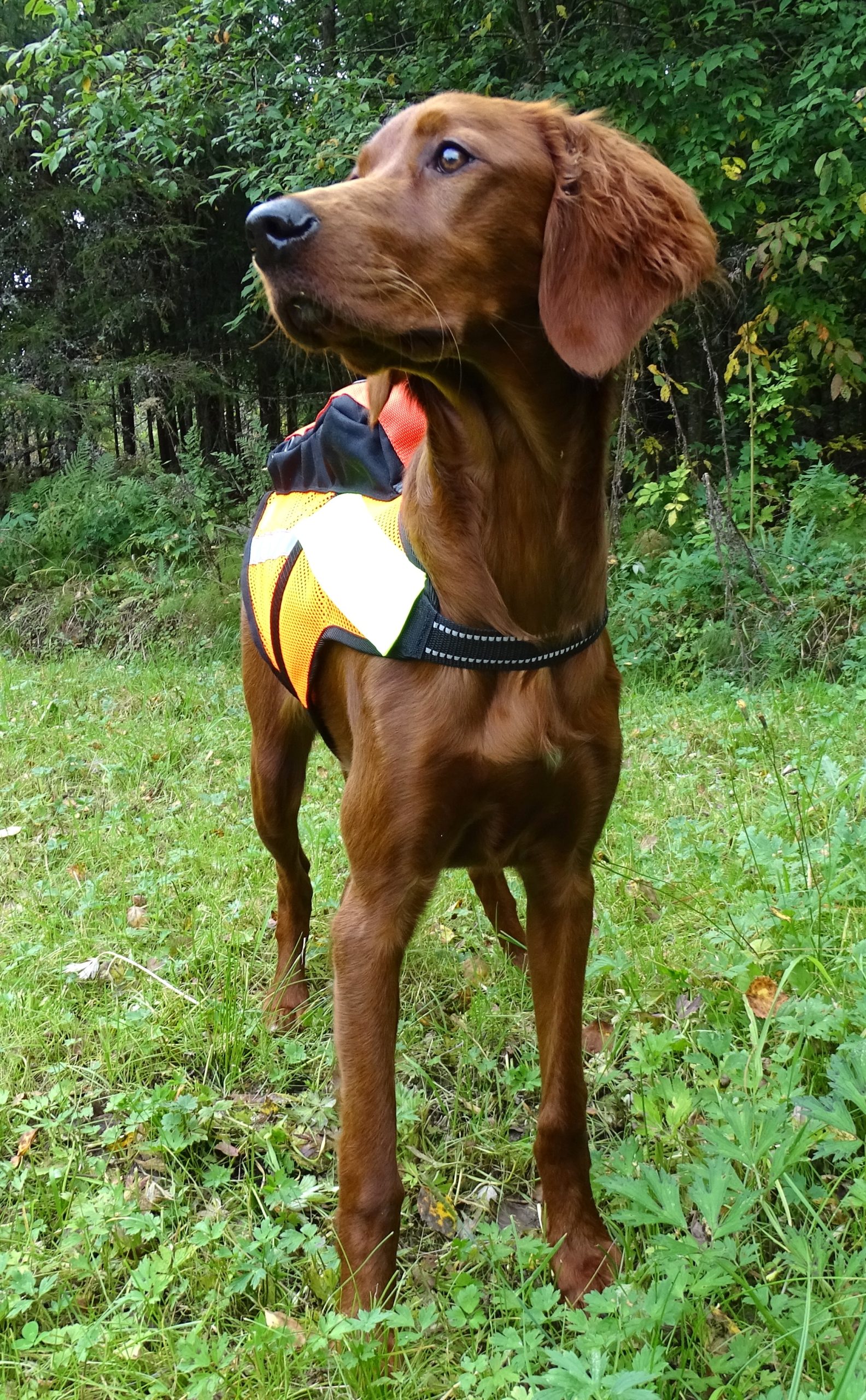 RAIPE mesh GPS-high-visibility vest (NEW) - Image 2